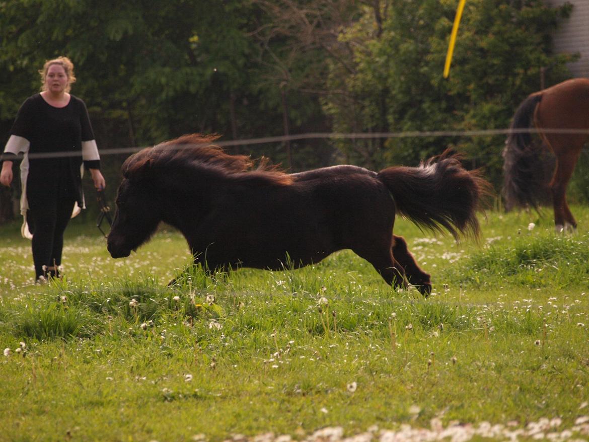 Shetlænder Silke Morsbøl billede 18