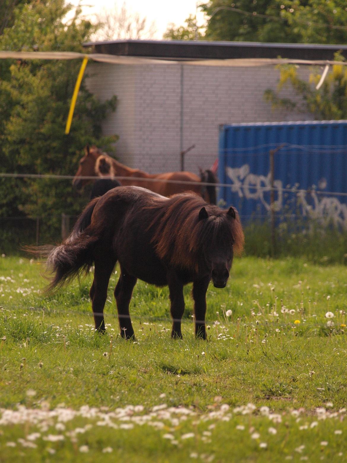 Shetlænder Silke Morsbøl billede 9