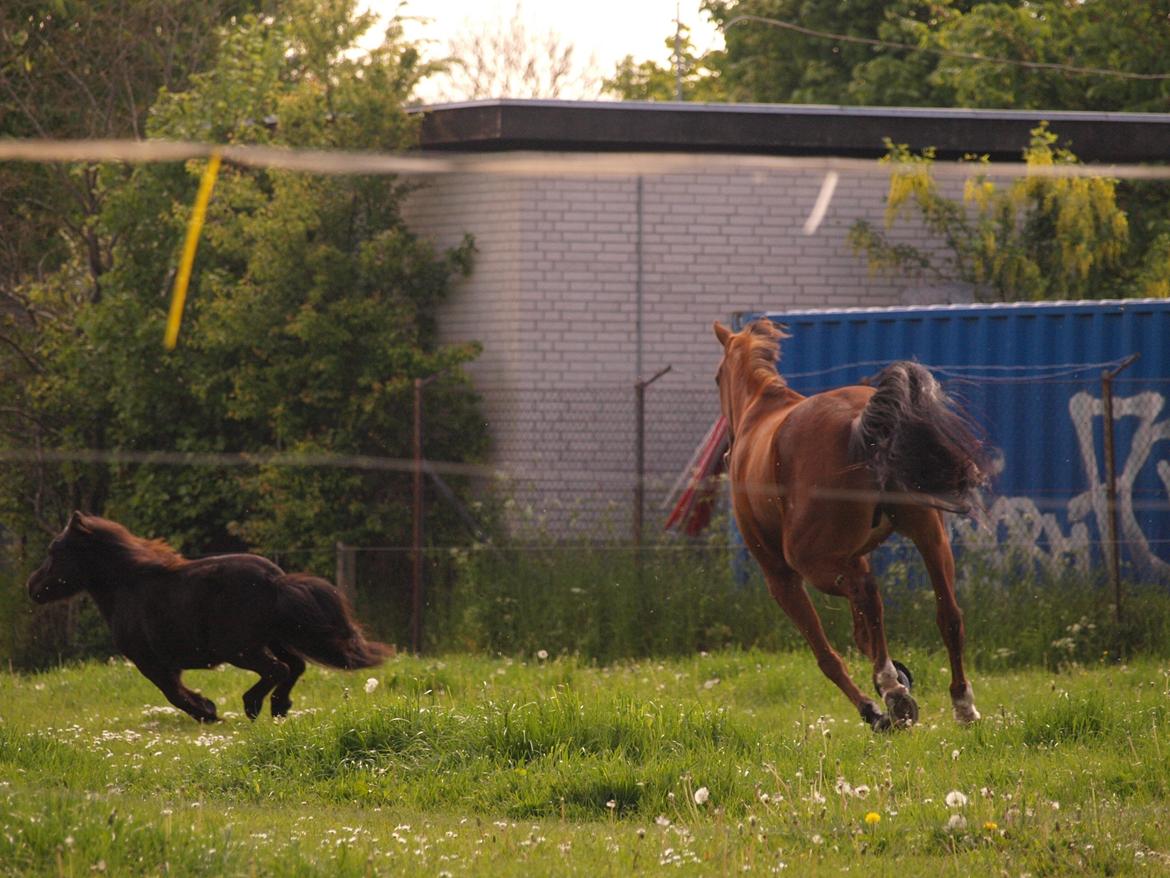 Shetlænder Silke Morsbøl billede 11
