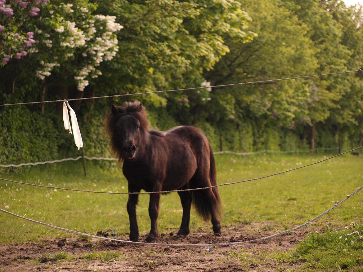 Shetlænder Silke Morsbøl billede 13
