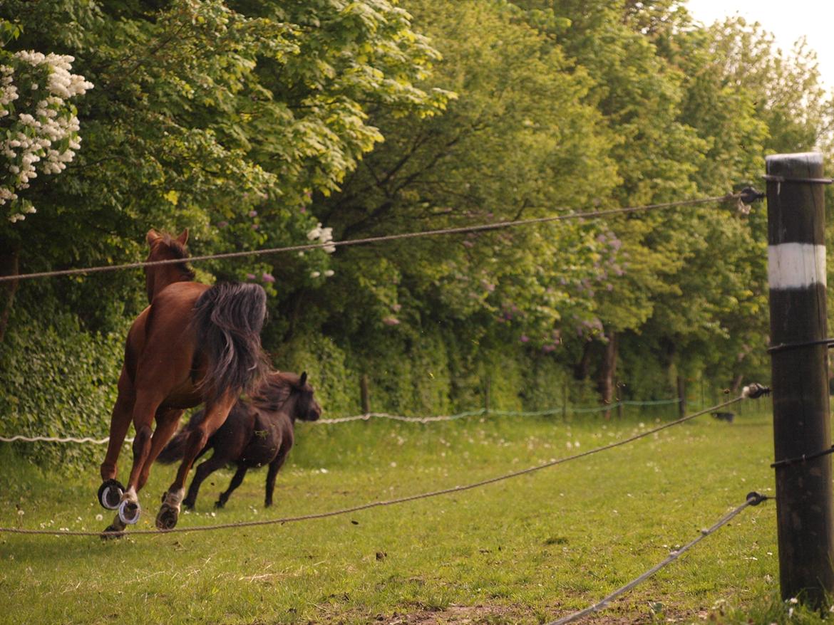 Shetlænder Silke Morsbøl billede 15