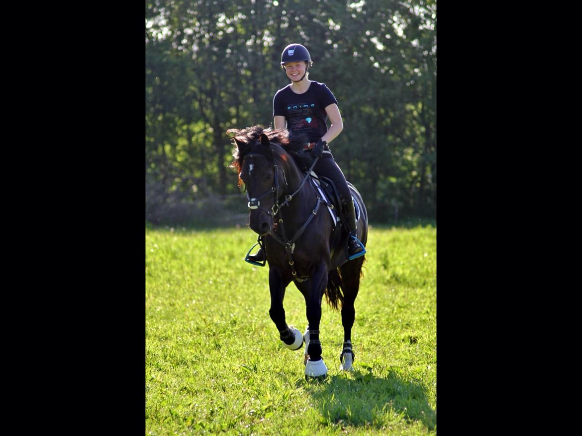 Welsh Cob (sec D) LSG Cæsar (Casino) - Solgt  billede 8