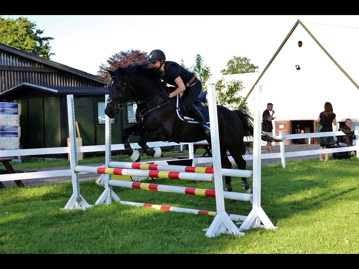 Welsh Cob (sec D) LSG Cæsar (Casino) - Solgt  billede 9