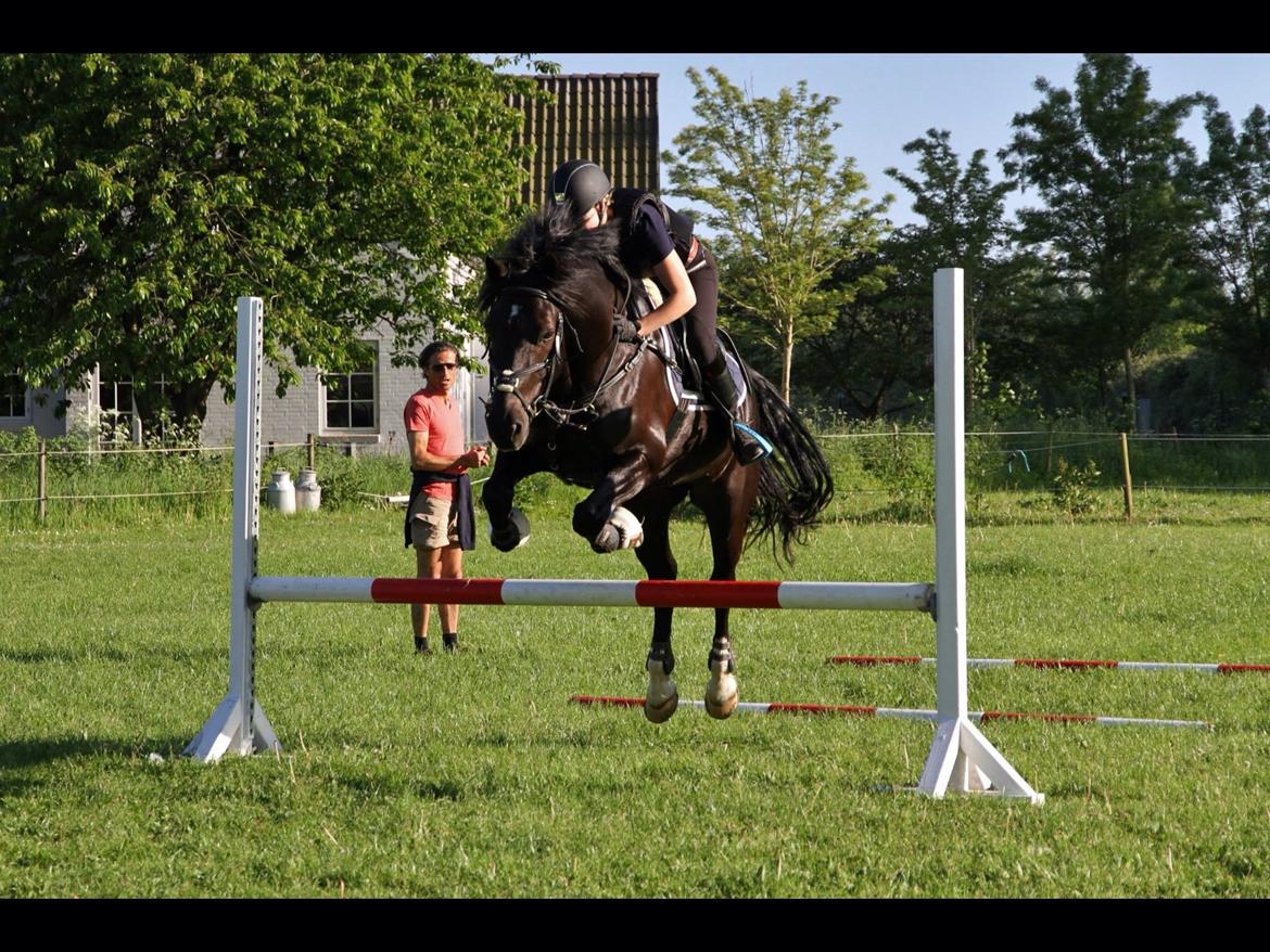 Welsh Cob (sec D) LSG Cæsar (Casino) - Solgt  billede 10