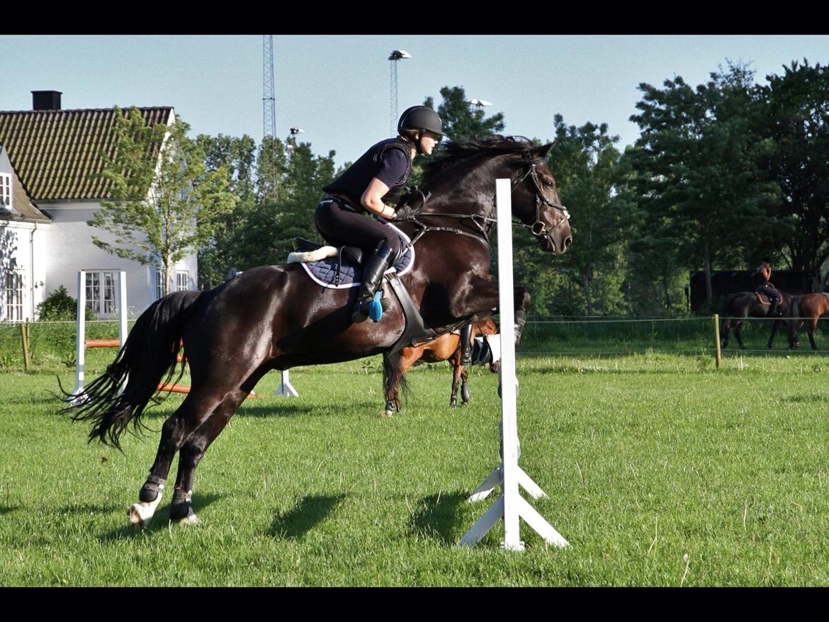 Welsh Cob (sec D) LSG Cæsar (Casino) - Solgt  billede 11