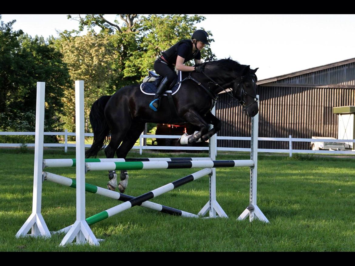 Welsh Cob (sec D) LSG Cæsar (Casino) - Solgt  billede 12
