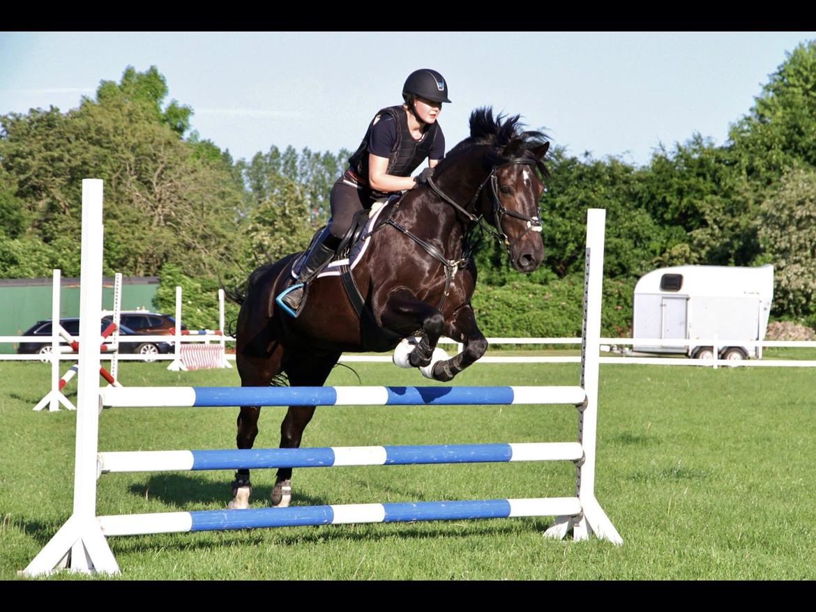Welsh Cob (sec D) LSG Cæsar (Casino) - Solgt  billede 14