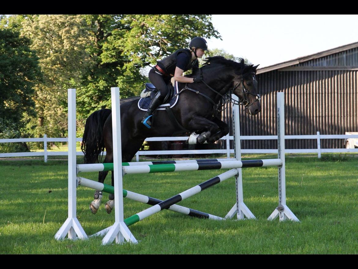 Welsh Cob (sec D) LSG Cæsar (Casino) - Solgt  billede 13