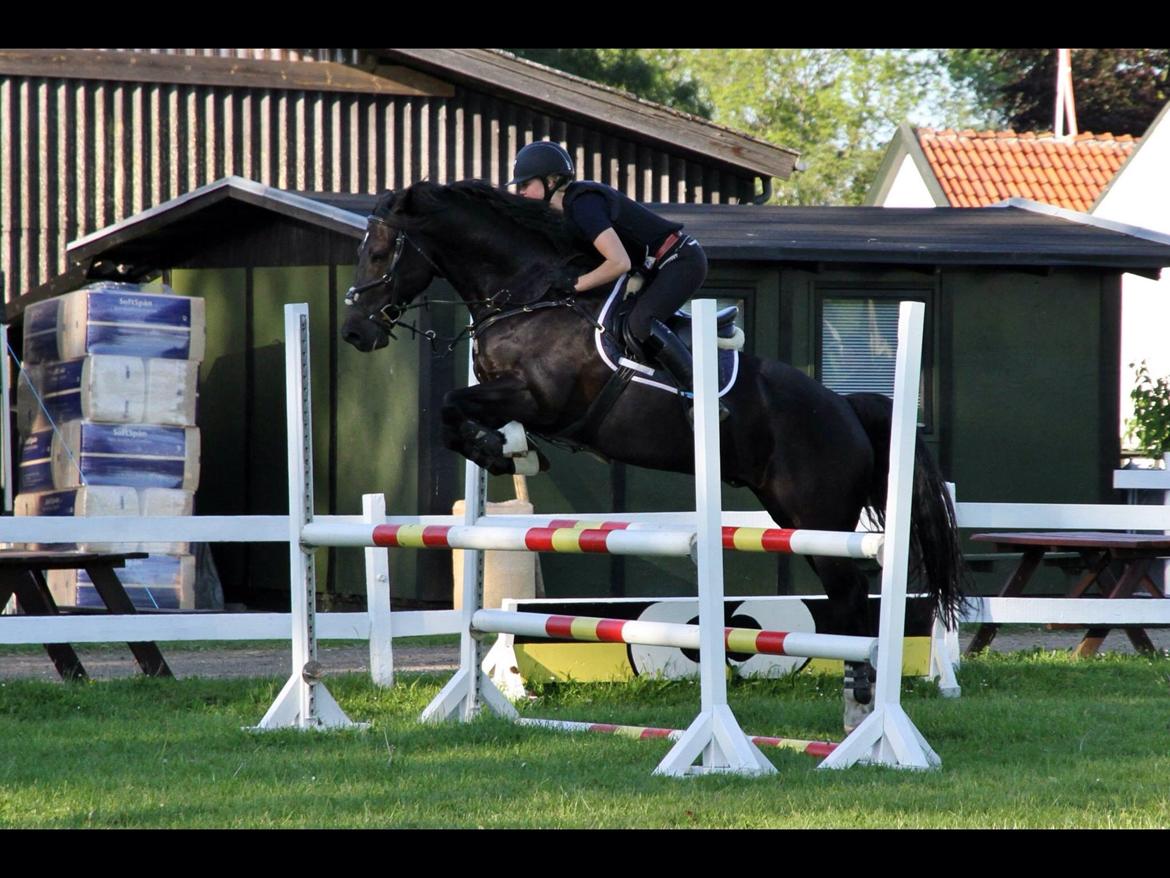 Welsh Cob (sec D) LSG Cæsar (Casino) - Solgt  billede 15