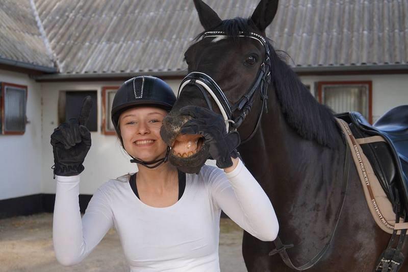 Dansk Varmblod Tekno - Tekno kan ikke smile på komando, men det lader vi bare som om han kan :-) billede 18