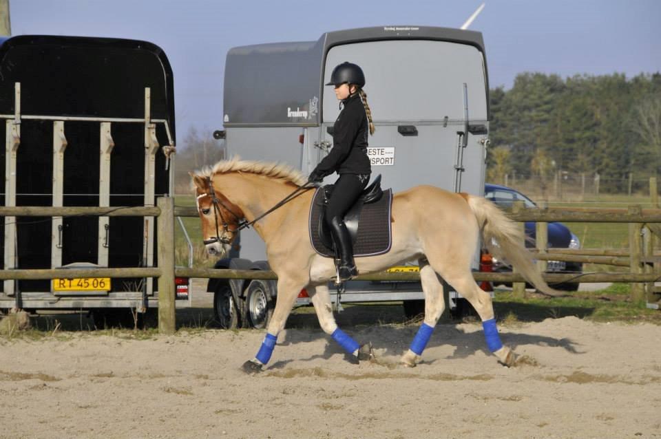 Haflinger Luca (guldponyen) - Dressur træning med guldponyen :) billede 12