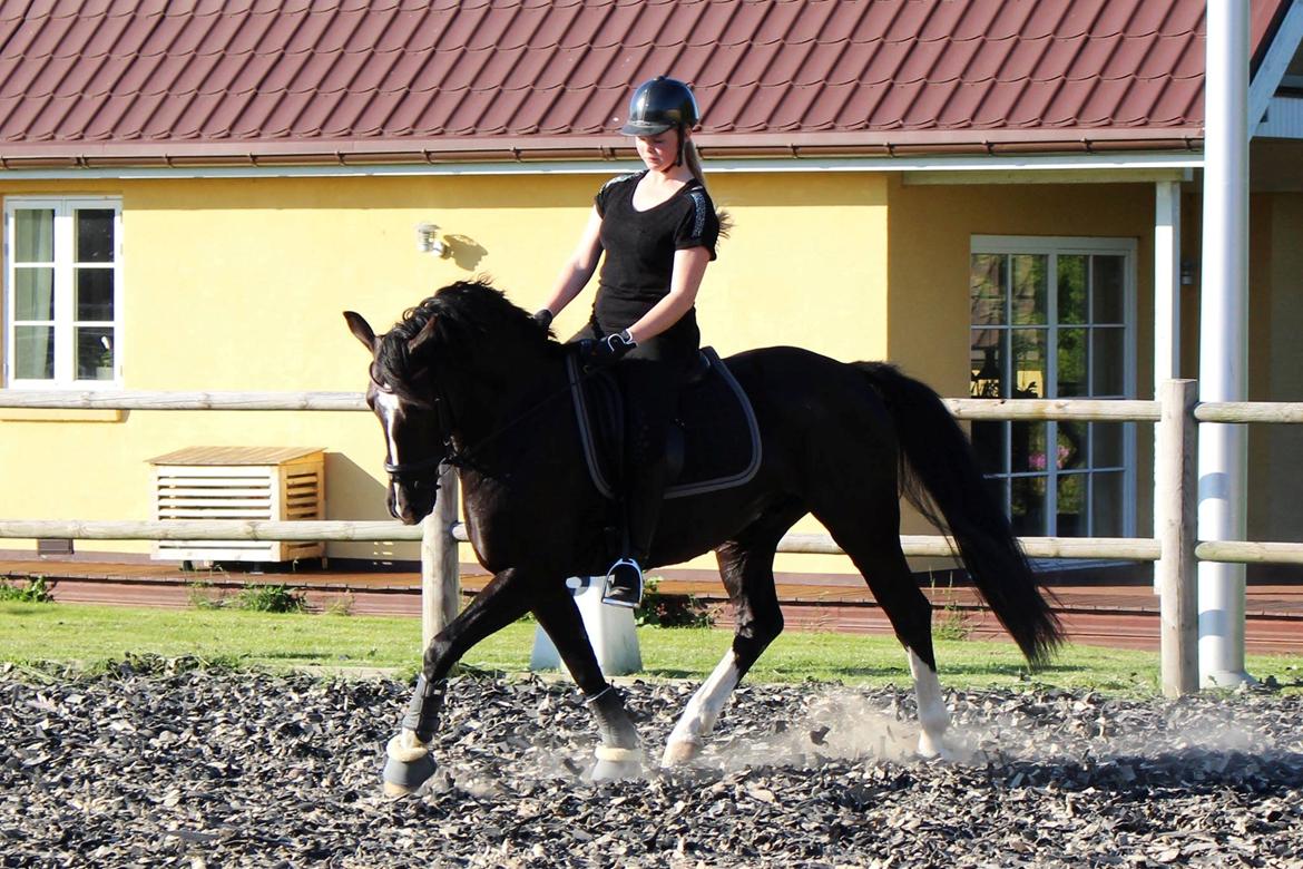 Anden særlig race Mar Maja Hector - Træning på min smukke prins <3 d. 26/5-14 billede 16