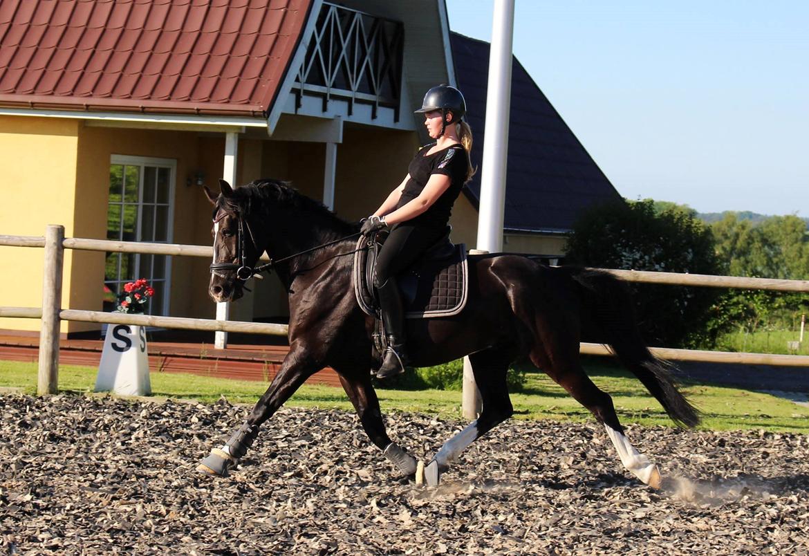 Anden særlig race Mar Maja Hector - Lækker mås <3 d. 26/5-14 billede 17