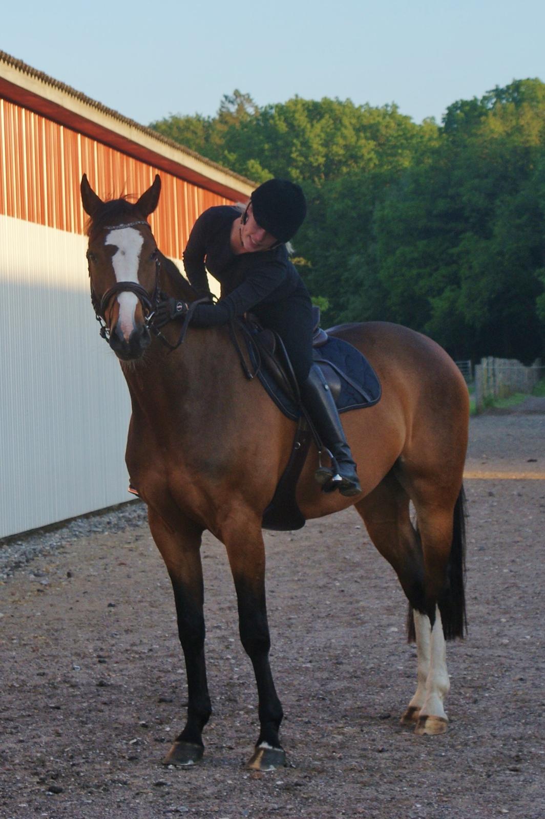 Dansk Varmblod Crazy Heart billede 3