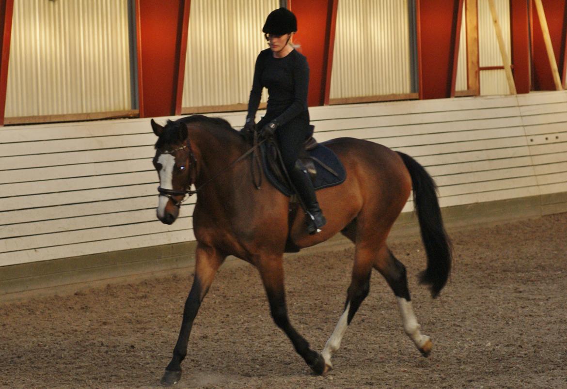 Dansk Varmblod Crazy Heart billede 14