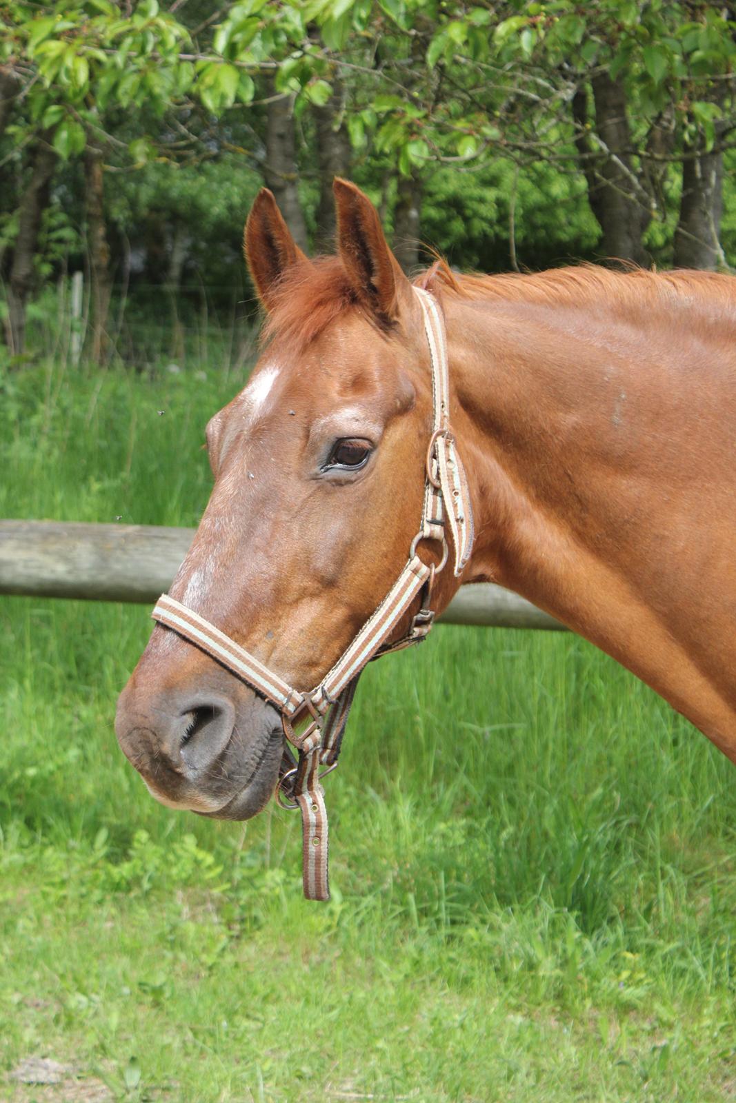 Frederiksborg |Zarif billede 14