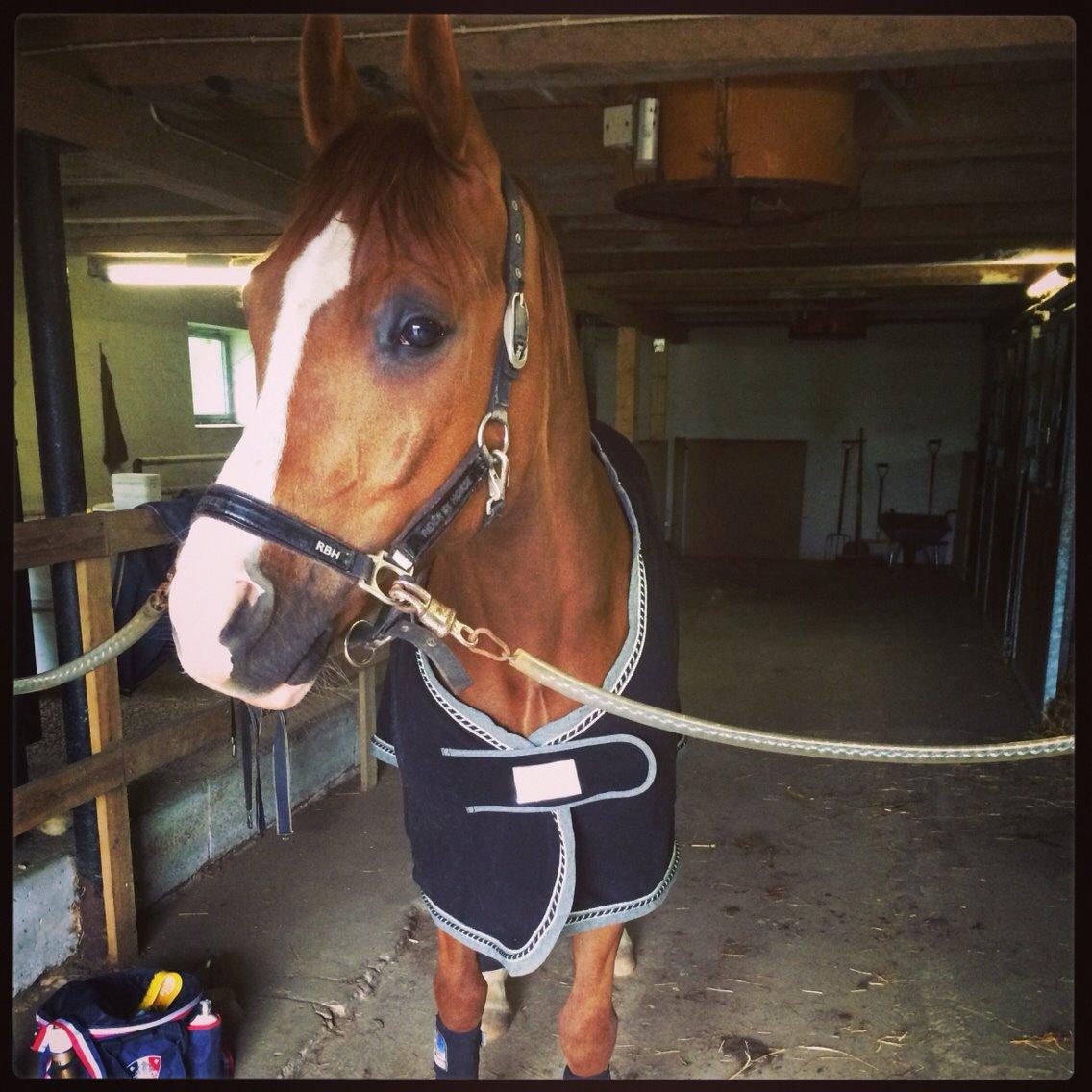 Arabisk fuldblod (OX) Mirtan billede 13