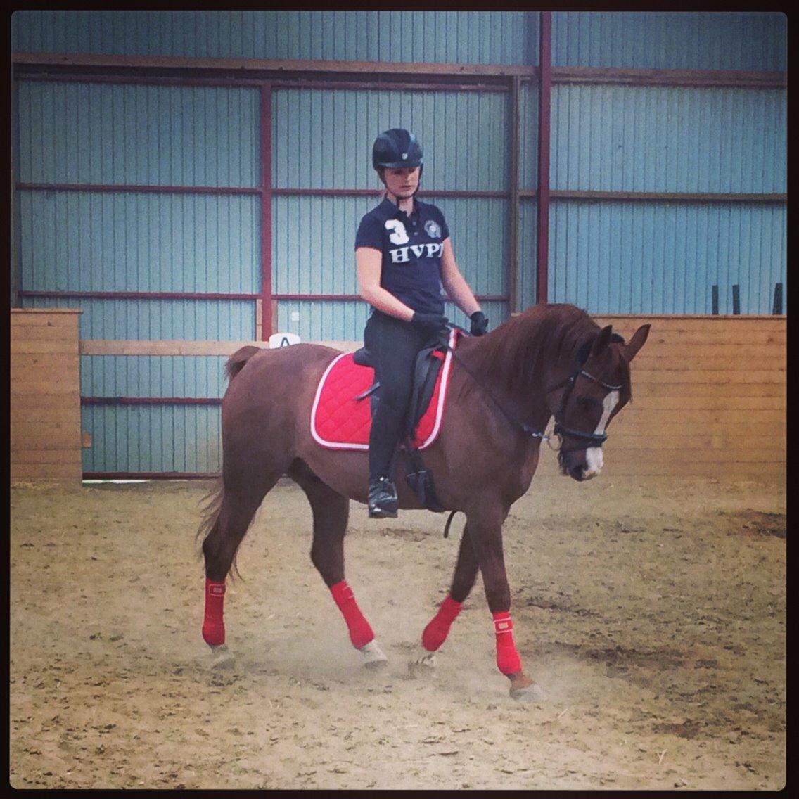 Arabisk fuldblod (OX) Mirtan billede 14