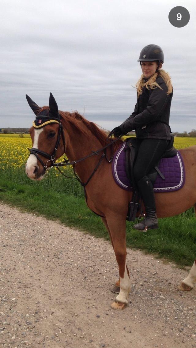 Arabisk fuldblod (OX) Mirtan billede 15