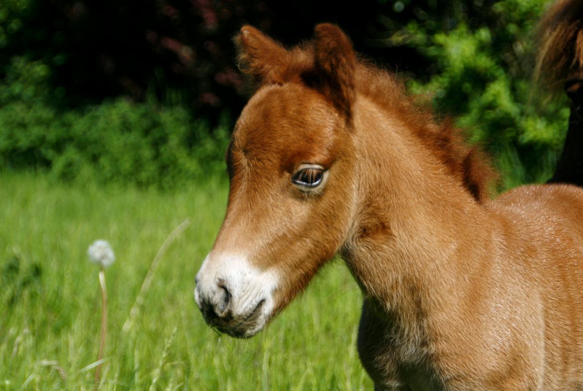 Anden særlig race | My Best Choice Constantino - 3 dage gammel billede 11