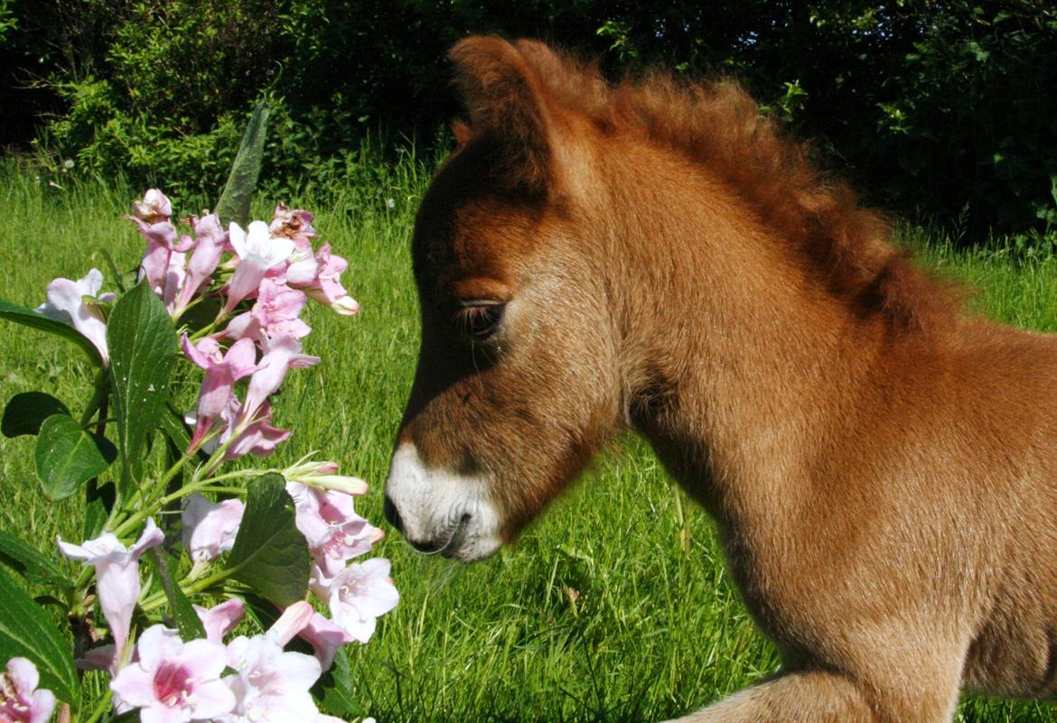 Anden særlig race | My Best Choice Constantino - 3 dage gammel billede 2