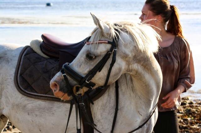 Welsh Pony (sec B) SKOVBJERGS BLAI billede 7