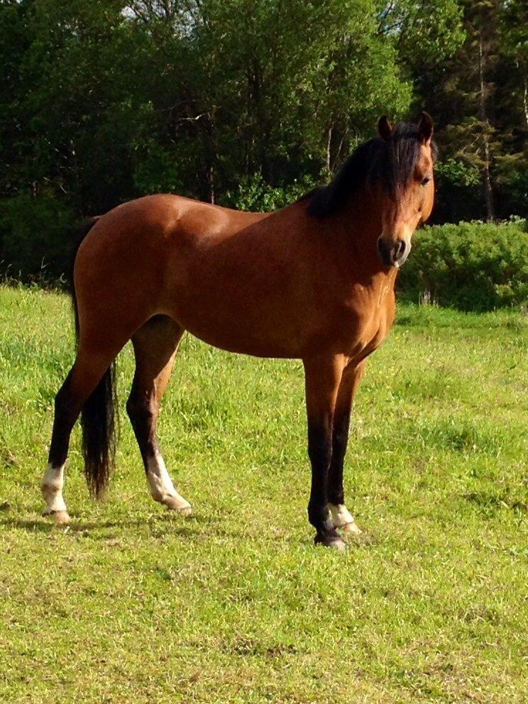 DSP Tovdals Indian Sunrise (Musse pigen<3) billede 10