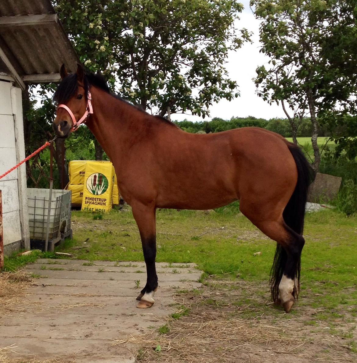 DSP Tovdals Indian Sunrise (Musse pigen<3) billede 13