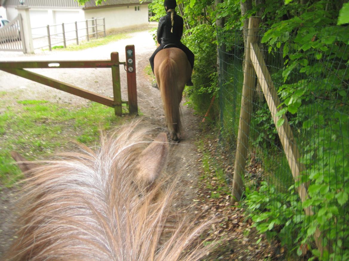 Islænder Tindra - På tur med Smilla og Drømse billede 6