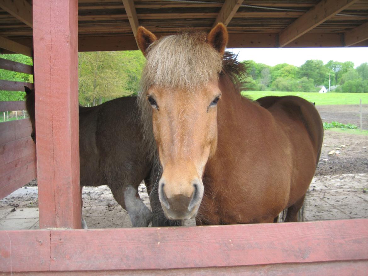 Islænder Tindra - Min dejlige flødebolle <3 billede 7