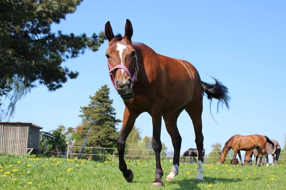 Anden særlig race Lady <3 [MIN SKØNHED] billede 25