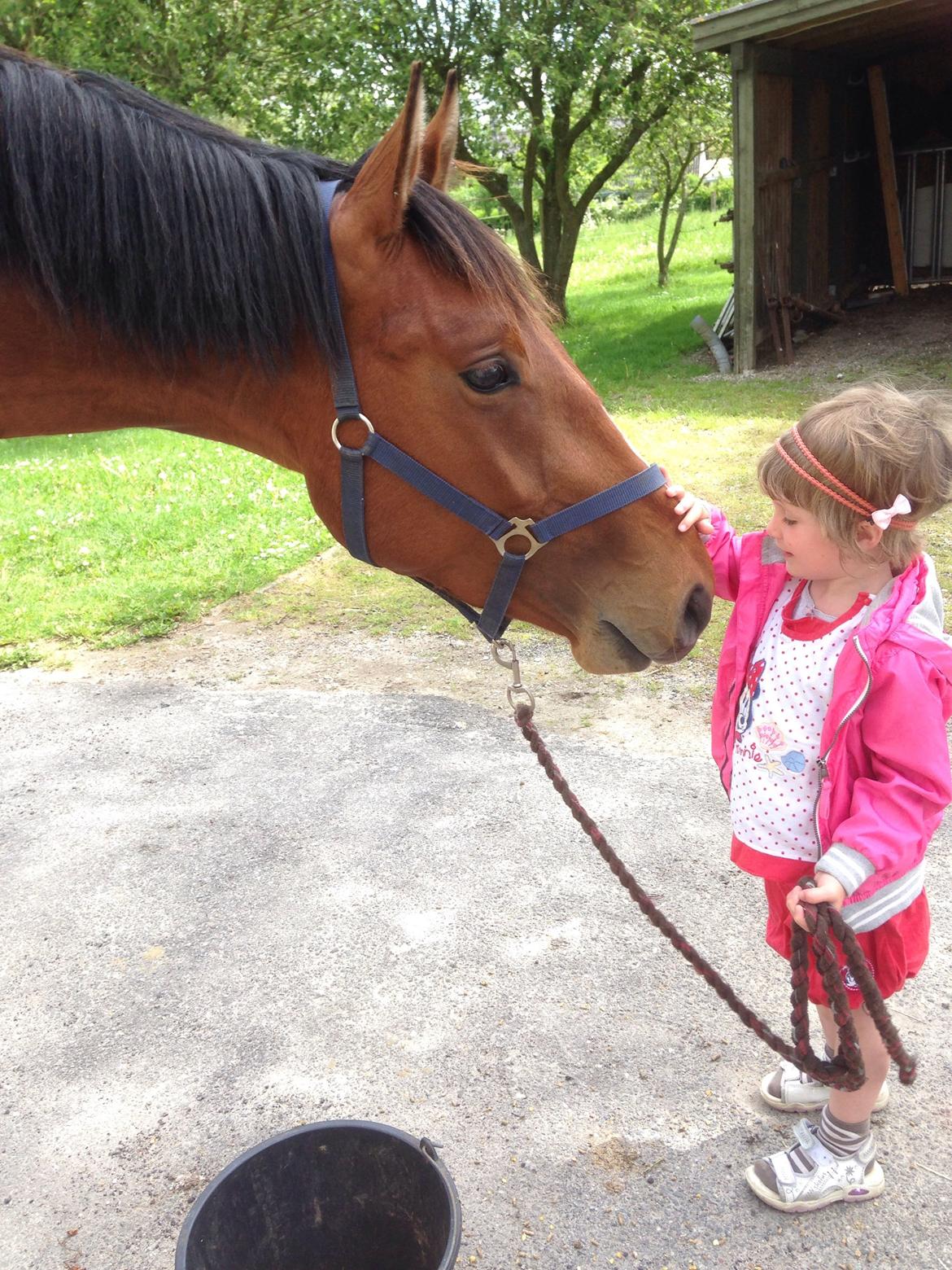 Dansk Varmblod A.B. Chico - Min lillesøster og chico maj 2014  billede 5