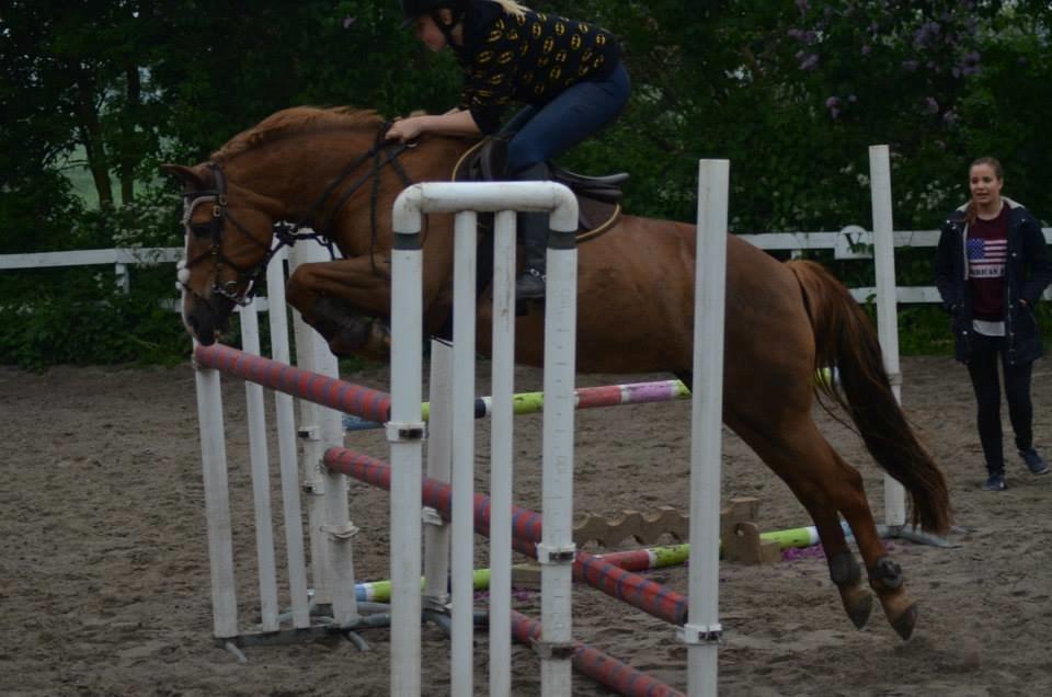 New Forest Engdalens Wendy - min bedste ven <3 - 125 ved Kathrine d. 24 Maj 2014, stjerne pony <3 Foto: AC Fotografi billede 45