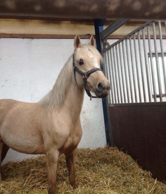 DSP Attention - Da jeg lige havde fået hende hjem billede 20