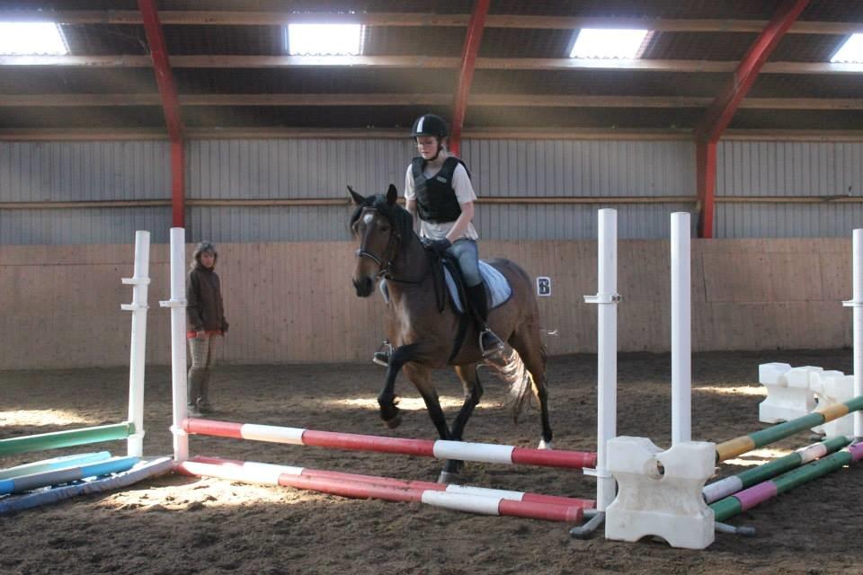 Anden særlig race Siegårds Forglemmigej *Glimmer* 2009-? - Også selvom hun som regel bare gør sådan her :P billede 18