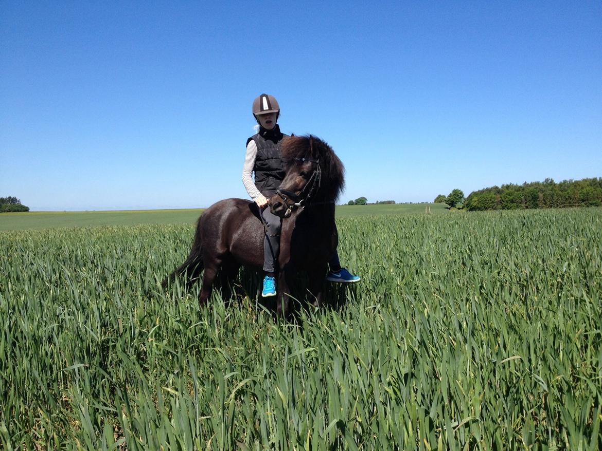 Anden særlig race • Silver • Min Soulmate<3• Himmelpony billede 19