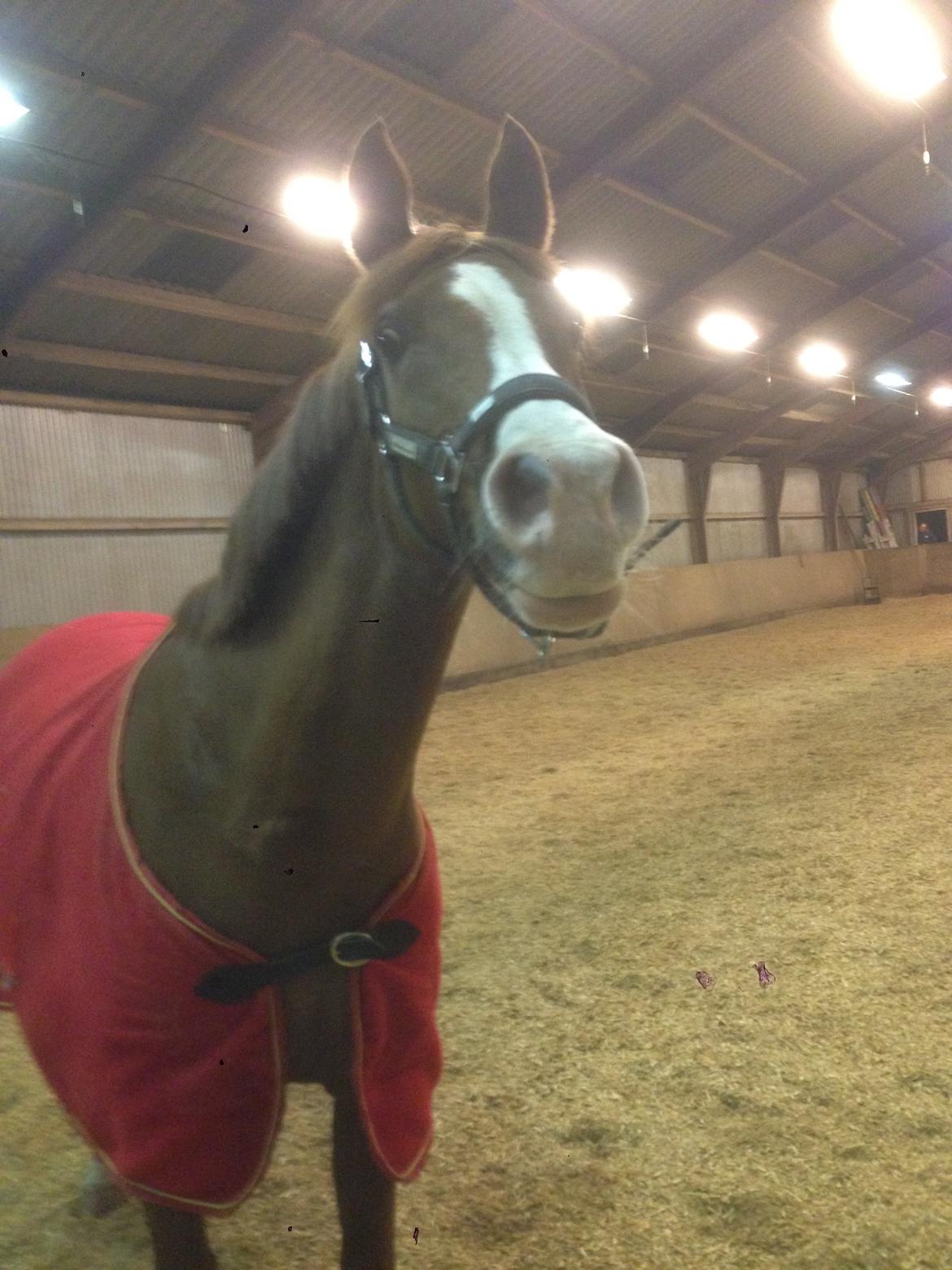 Anden særlig race Hedegaardens Shakira - Første gang jeg havde hende i ridehuset. billede 1