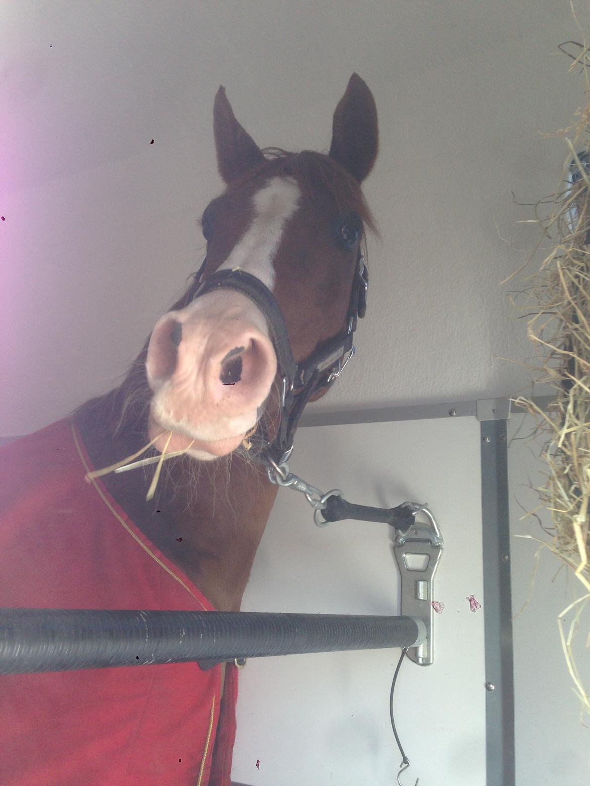 Anden særlig race Hedegaardens Shakira - Da vin hentede hende. billede 2