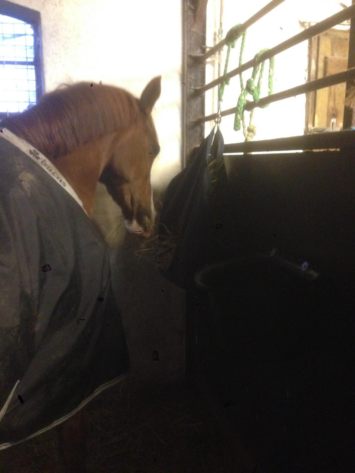 Anden særlig race Hedegaardens Shakira billede 4