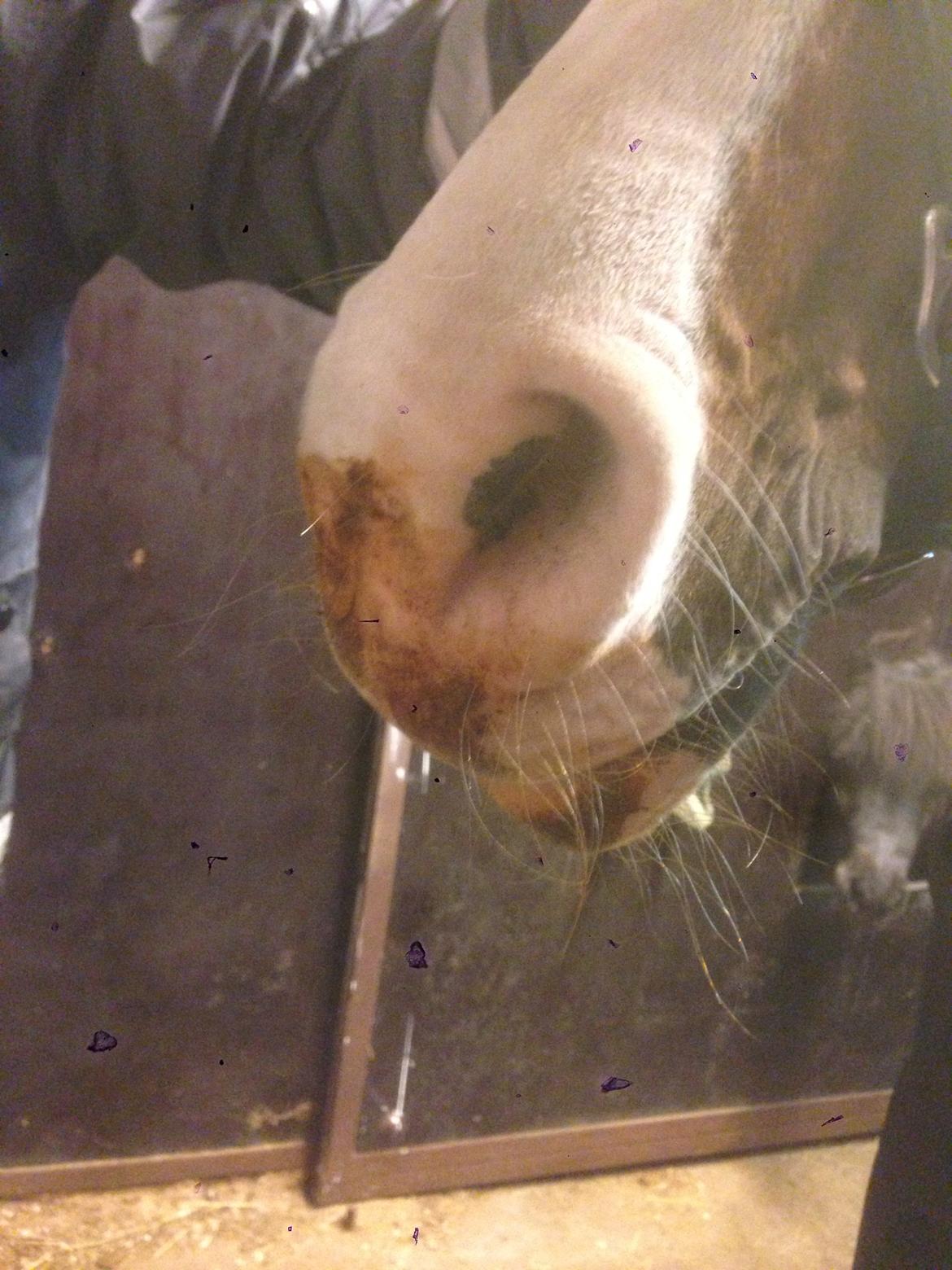 Anden særlig race Hedegaardens Shakira - Prinsessen har fået sliksten :-) billede 5