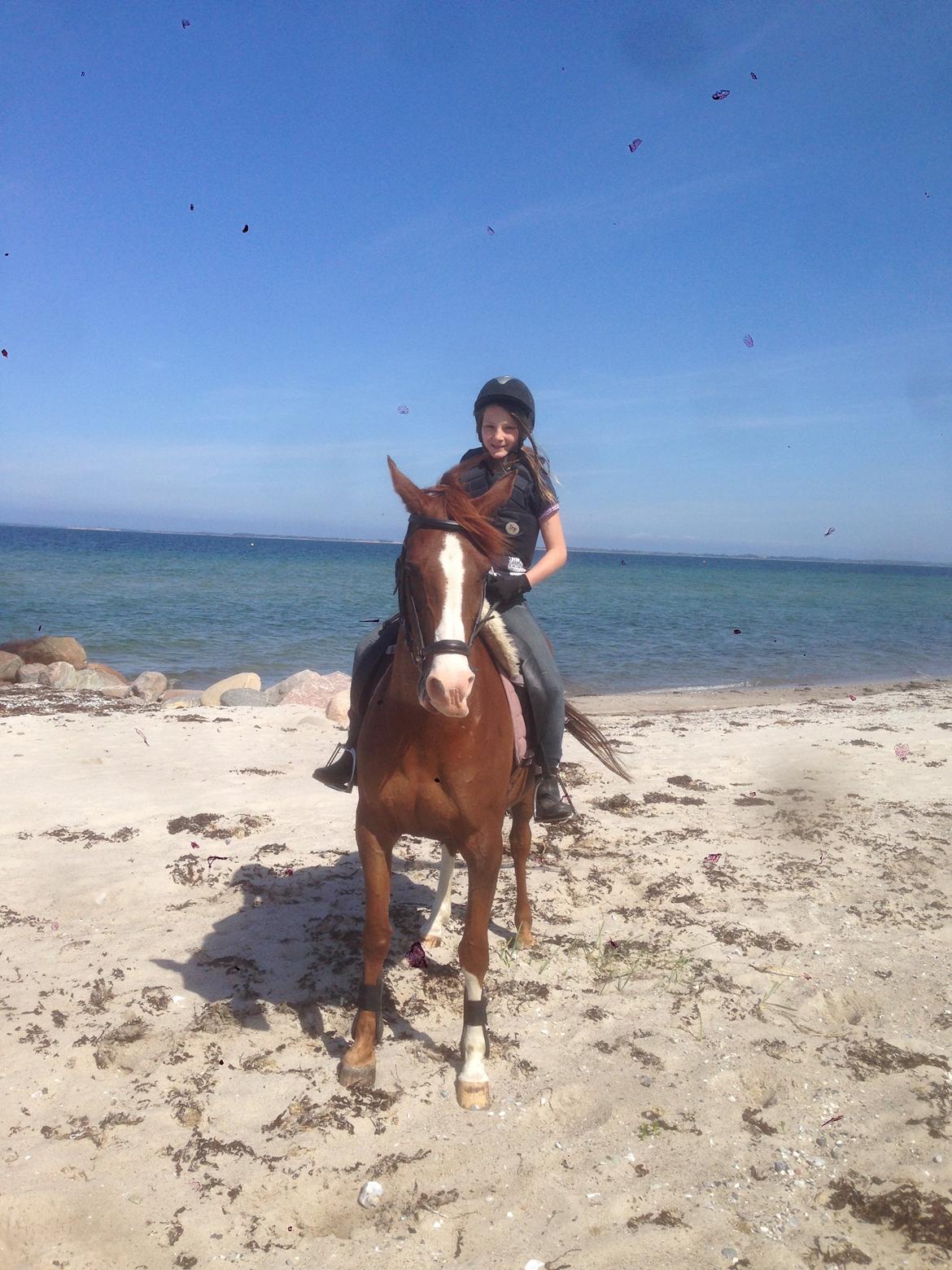 Anden særlig race Hedegaardens Shakira - På stranden :-) billede 7
