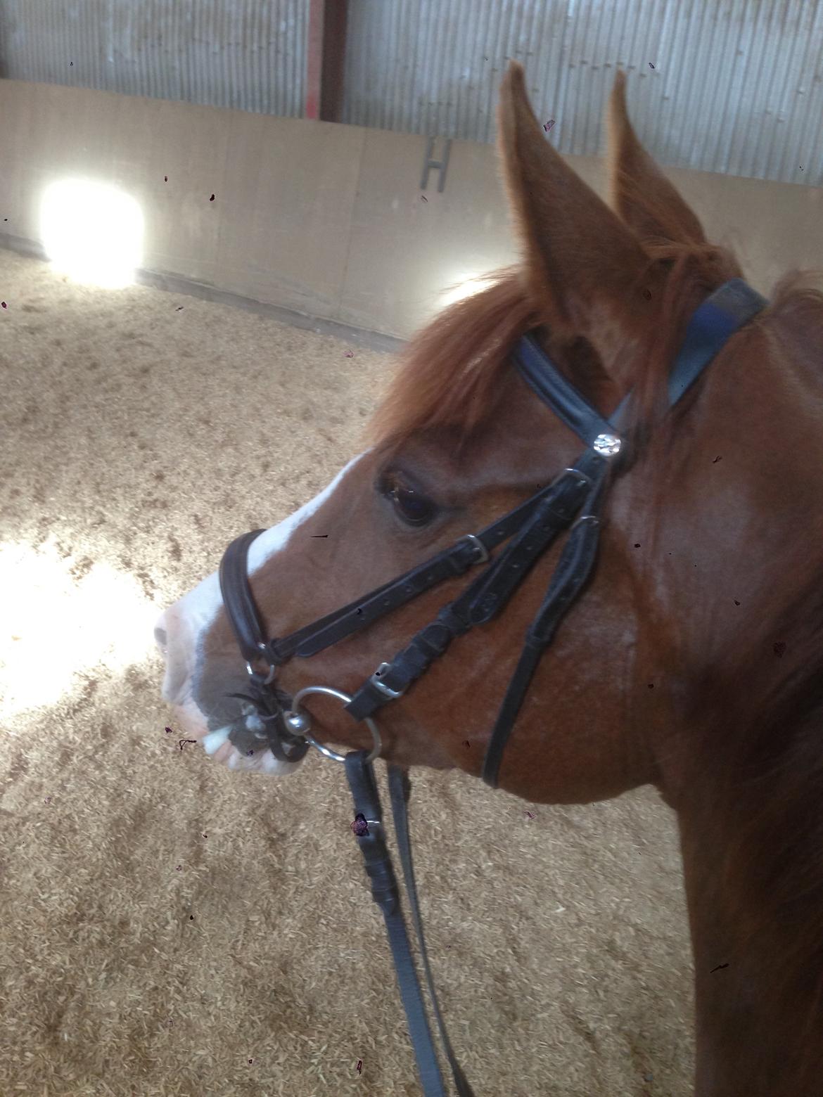 Anden særlig race Hedegaardens Shakira billede 8