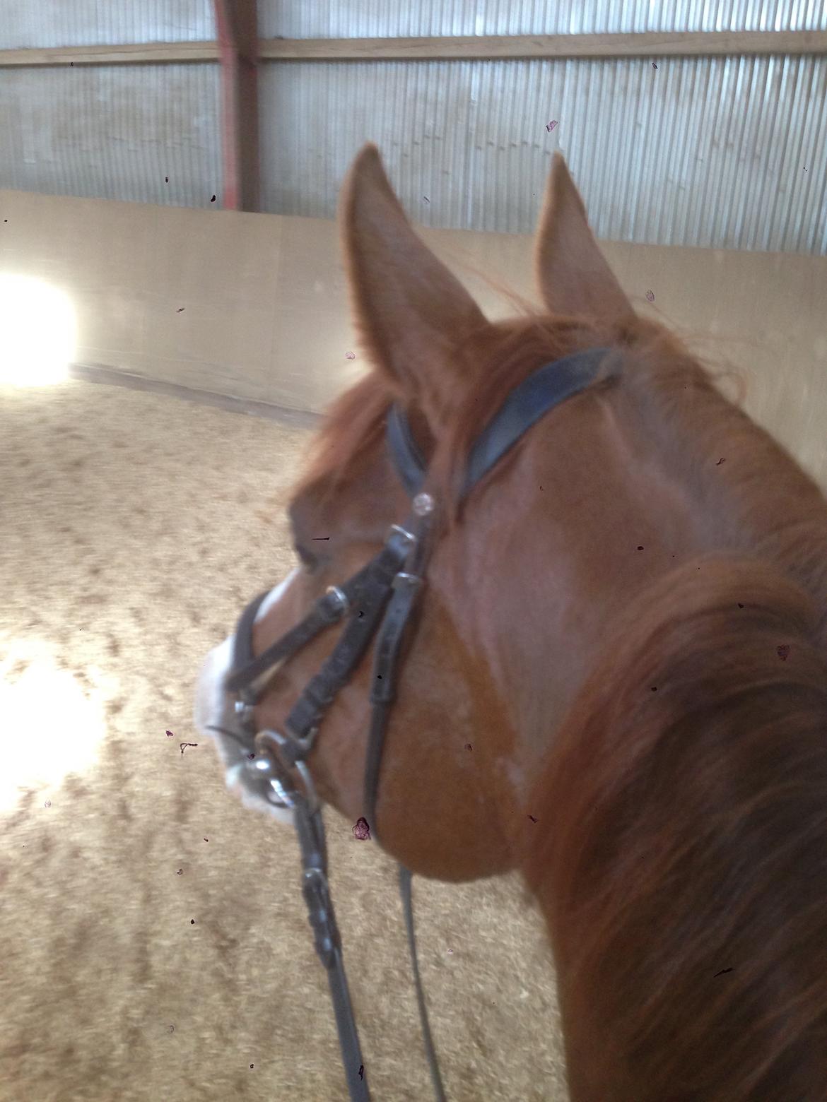 Anden særlig race Hedegaardens Shakira billede 9