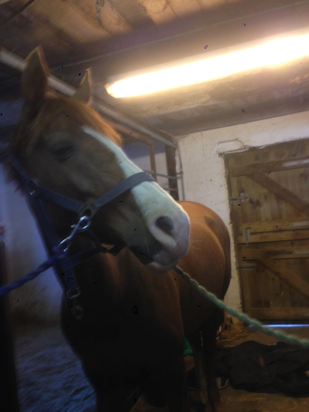 Anden særlig race Hedegaardens Shakira billede 10