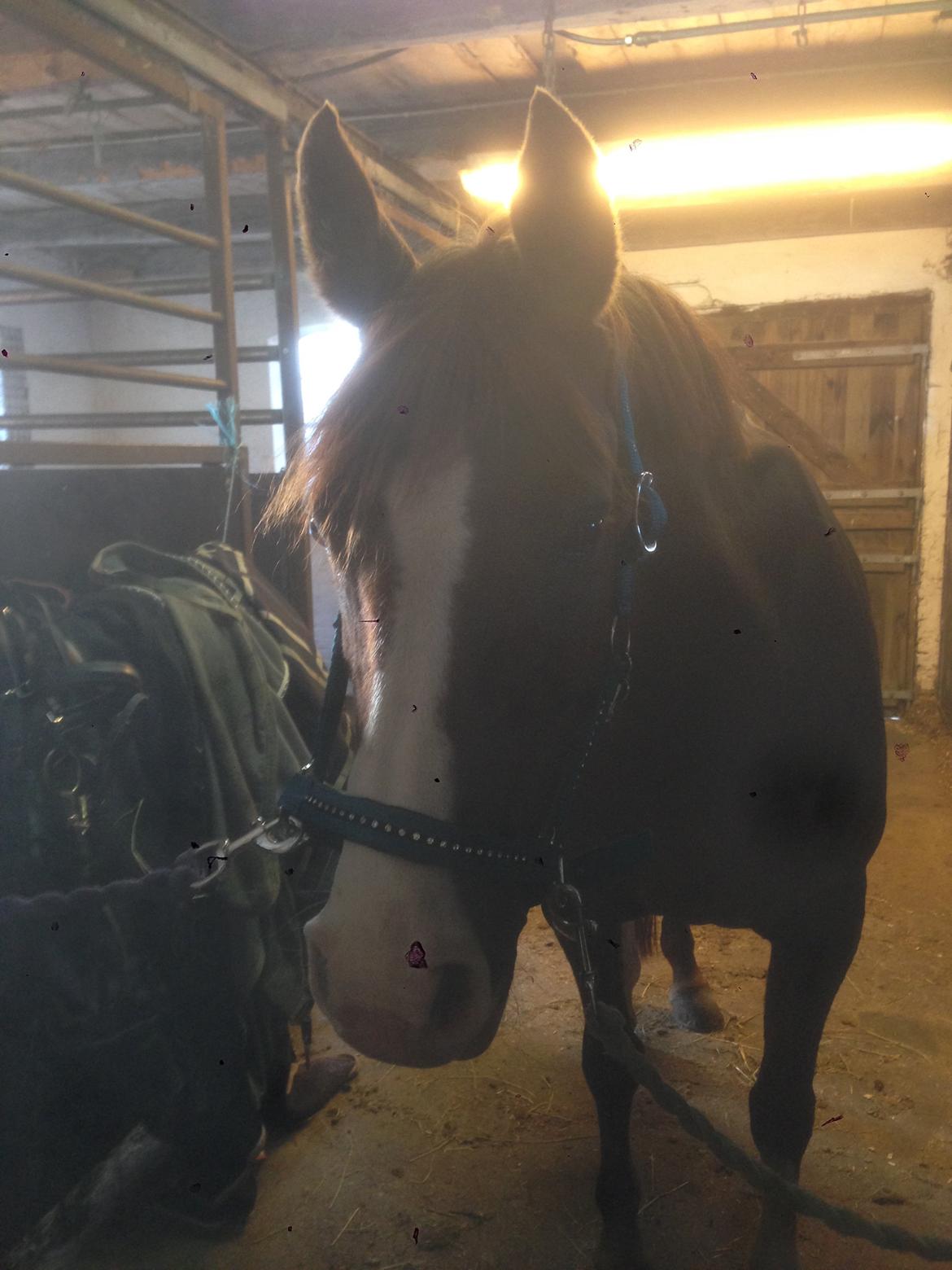 Anden særlig race Hedegaardens Shakira billede 11