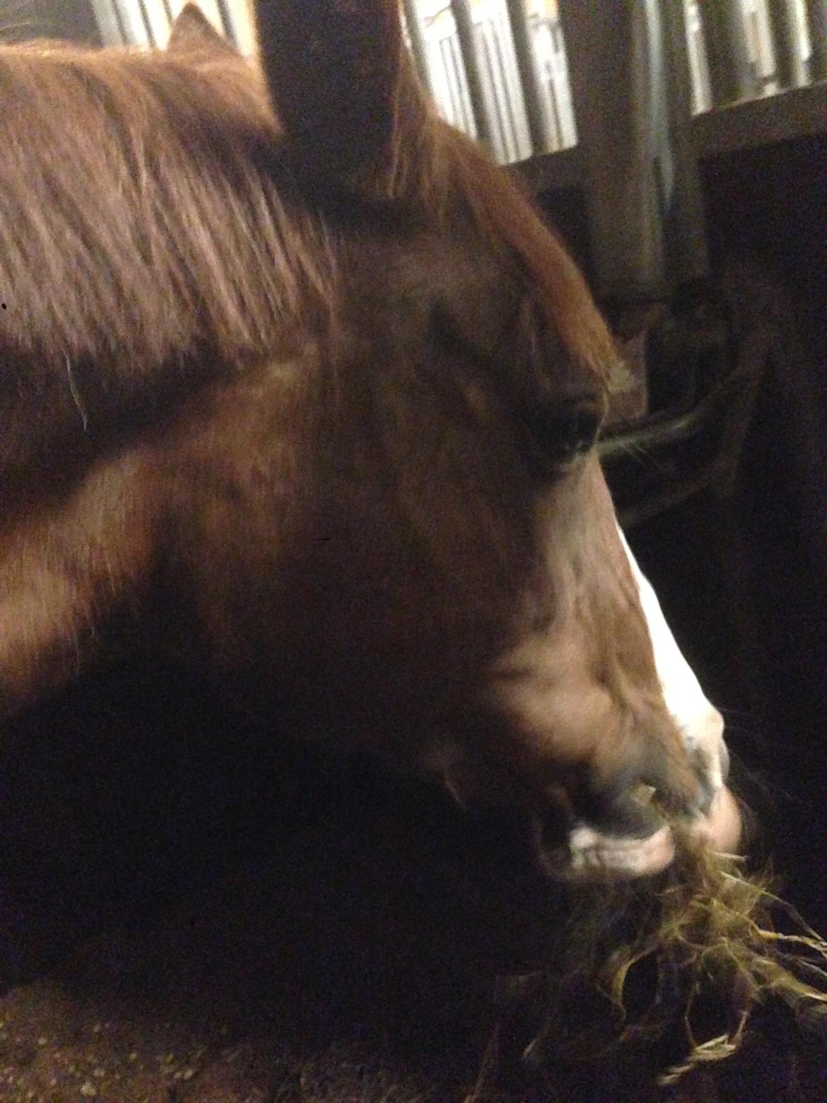 Anden særlig race Hedegaardens Shakira billede 3