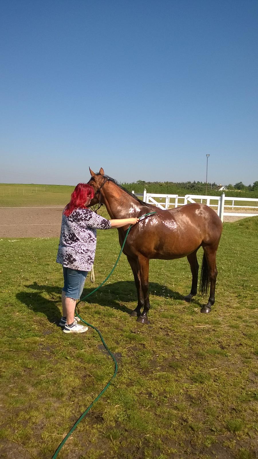 Fuldblod (XX) Lady Dominique<3<3<3<3 Solgt billede 15