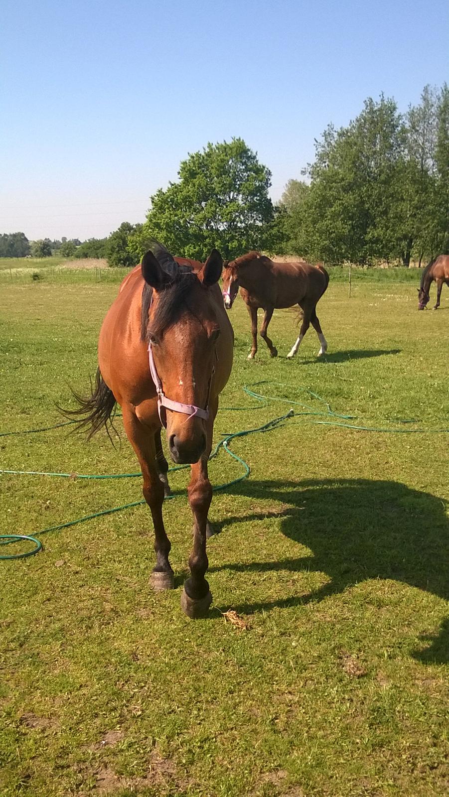 Fuldblod (XX) Lady Dominique<3<3<3<3 Solgt billede 20