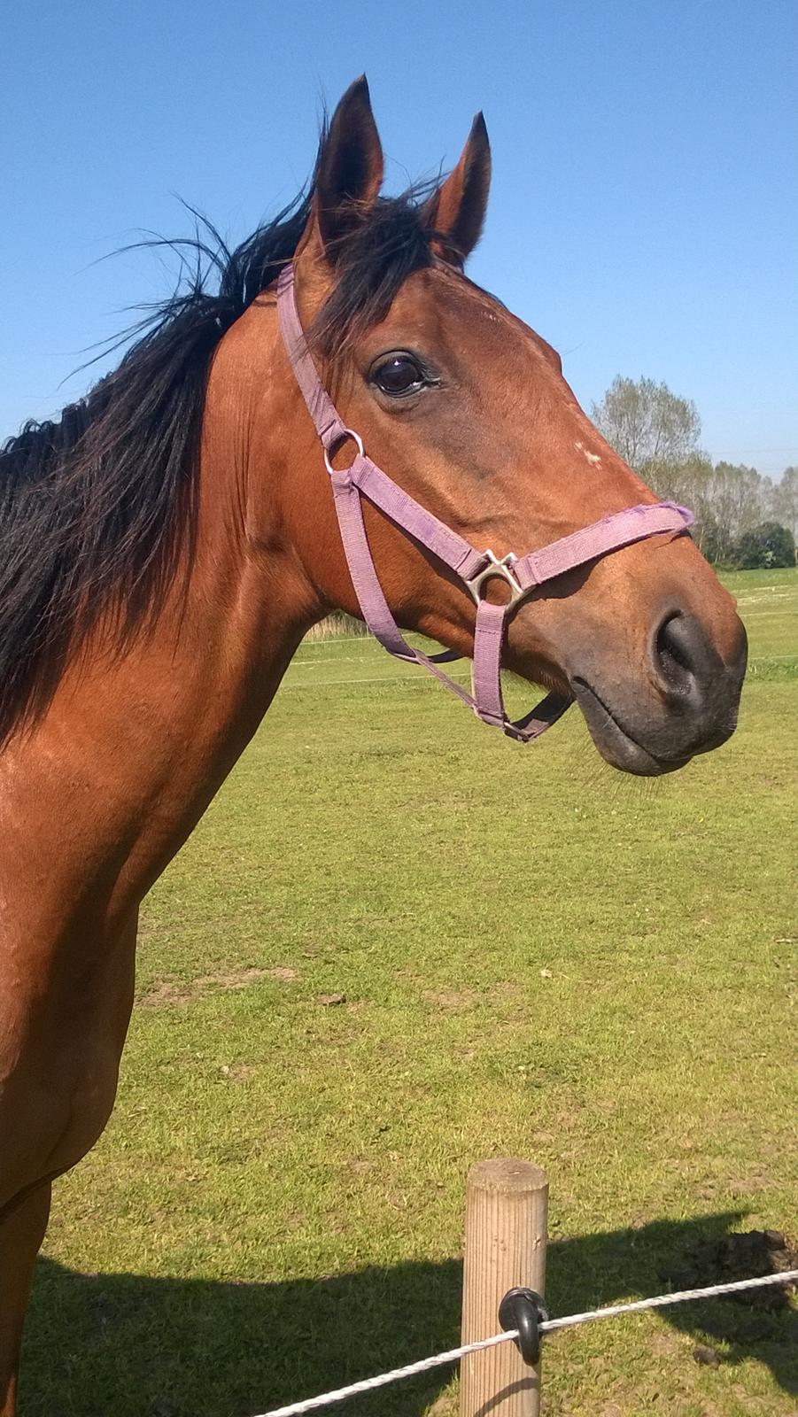 Fuldblod (XX) Lady Dominique<3<3<3<3 Solgt billede 3