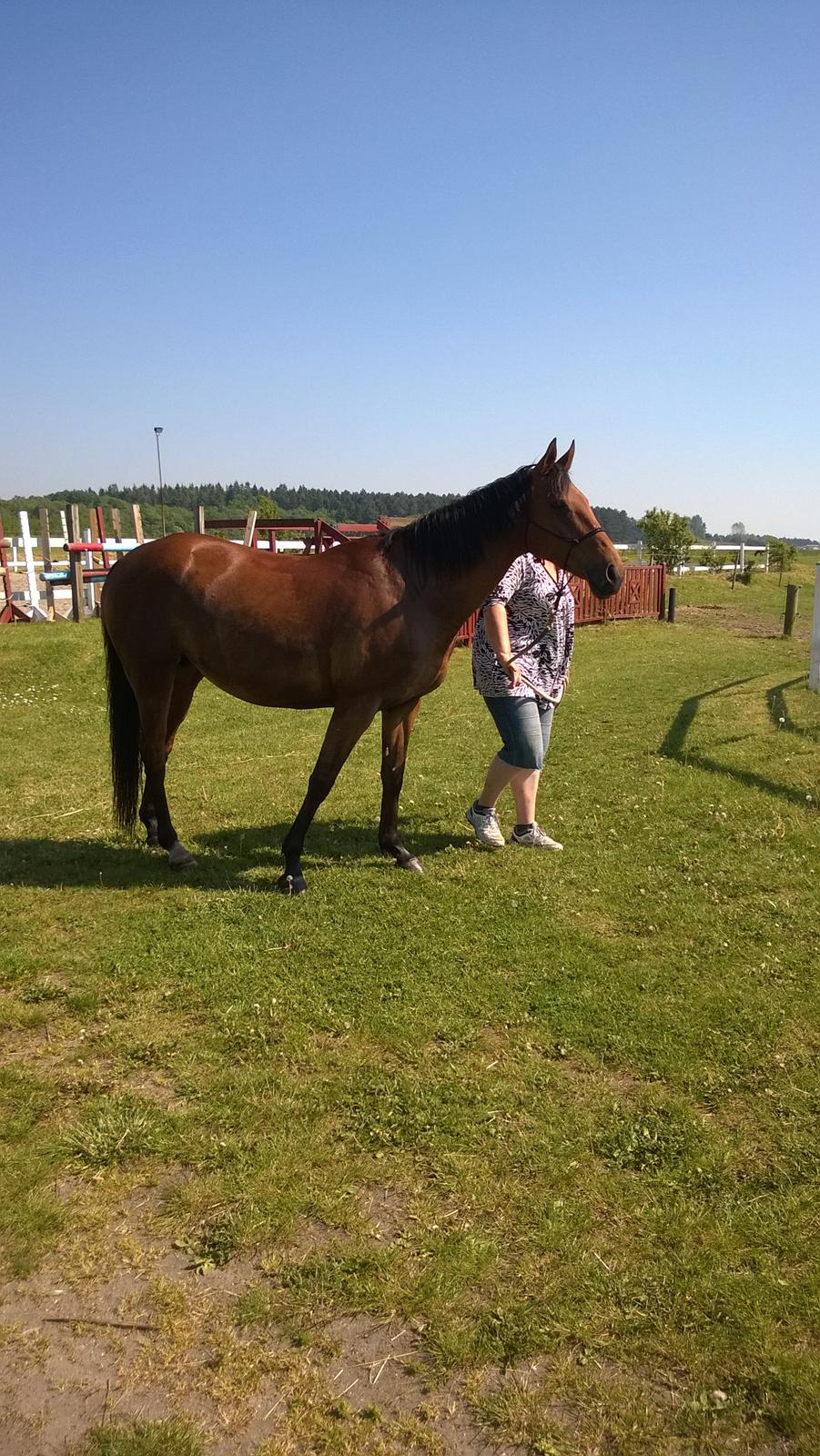 Fuldblod (XX) Lady Dominique<3<3<3<3 Solgt billede 17